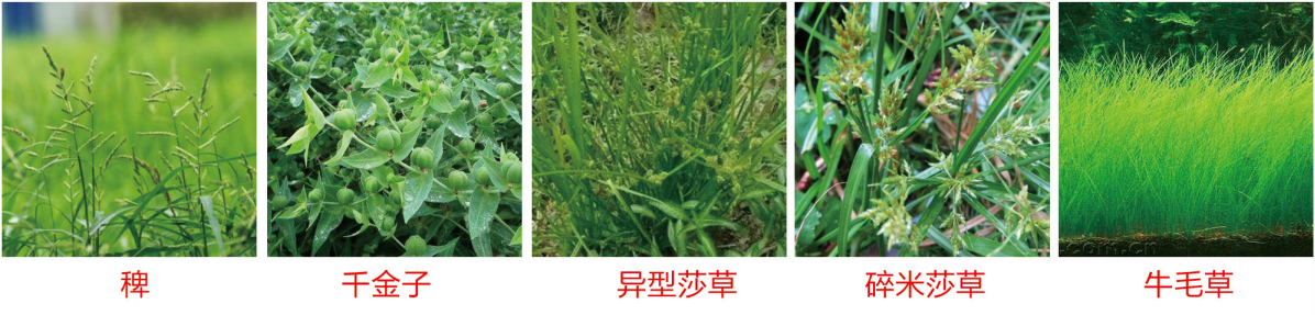 1664346281180622.png 39.png