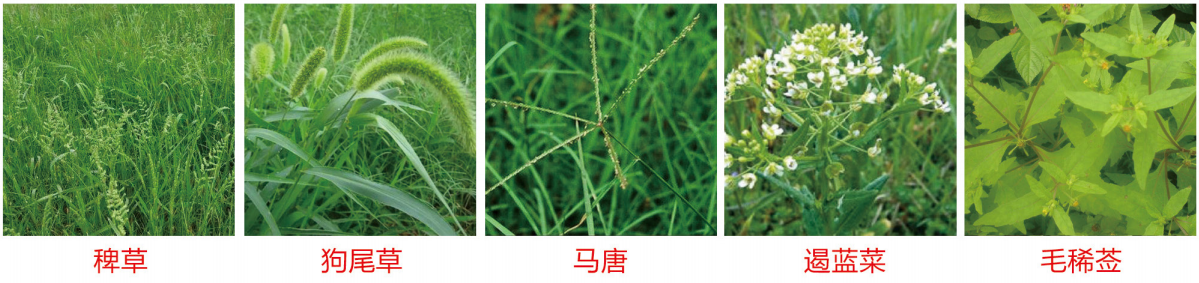 1664347164995328.png 43-43.png